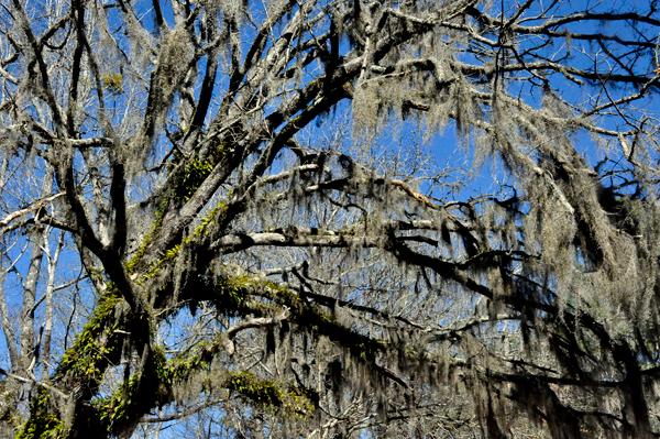 moss covered tree limbs